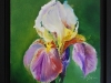 Olieverf Iris met lijstje te koop