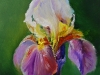Olieverf Lichtpaarse Iris III te koop