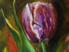 olieverf-paarse-tulp maat 10 x 10 cm (Verkocht)