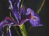 olieverf paarse-iris ( Verkocht)