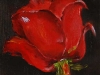 rode-roos in olieverf linnen op paneel (verkocht)