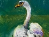 zwaan-in-oliepastel