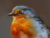 Olieverf red robin, maat 10x10 cm (Verkocht)