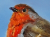 olieverf Roodborstje met blauw (Verkocht)