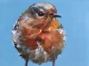 olieverf-red-robin-10x10-cm te koop